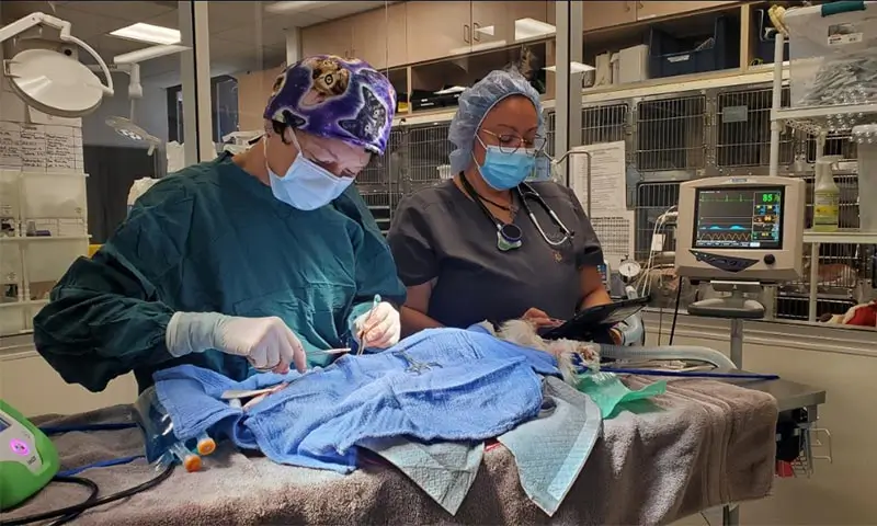 Surgical Suite Surgical Suite