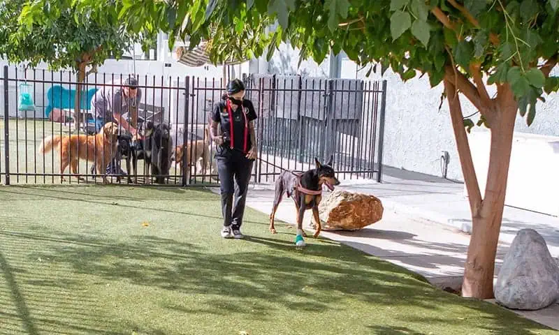 Outside Dog Yard Outside Dog Yard