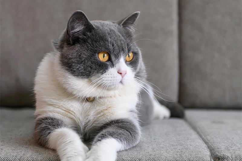 A resting cat A resting cat
