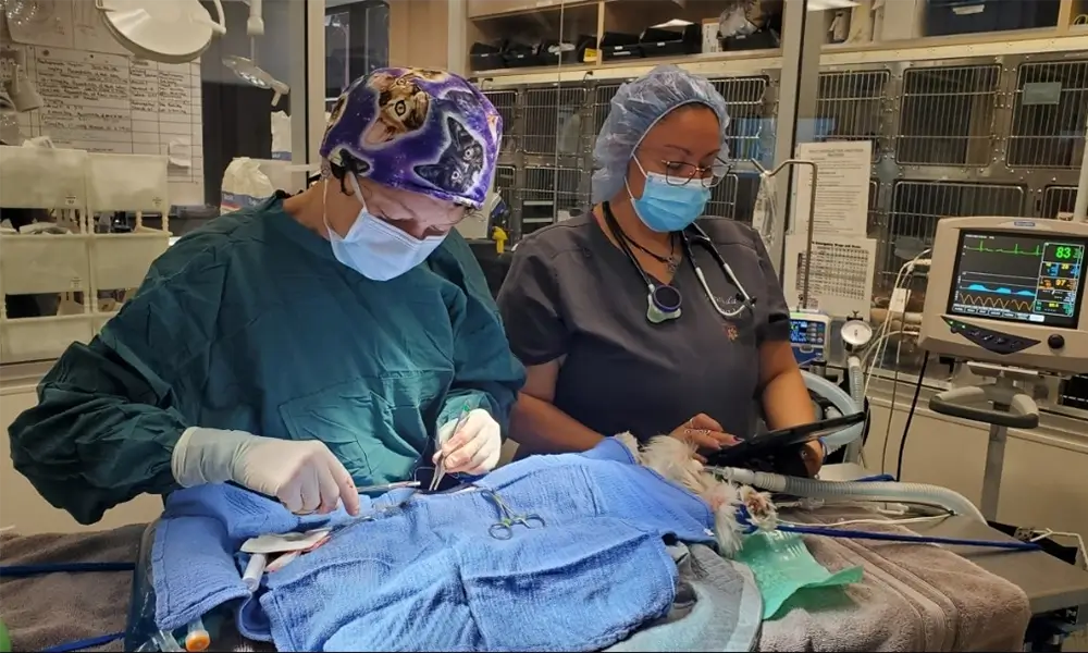 Paws and Claws Veterinary Hospital offers comprehensive veterinary sugery capabilities for dogs and cats Advanced veterinary surgical suite and services