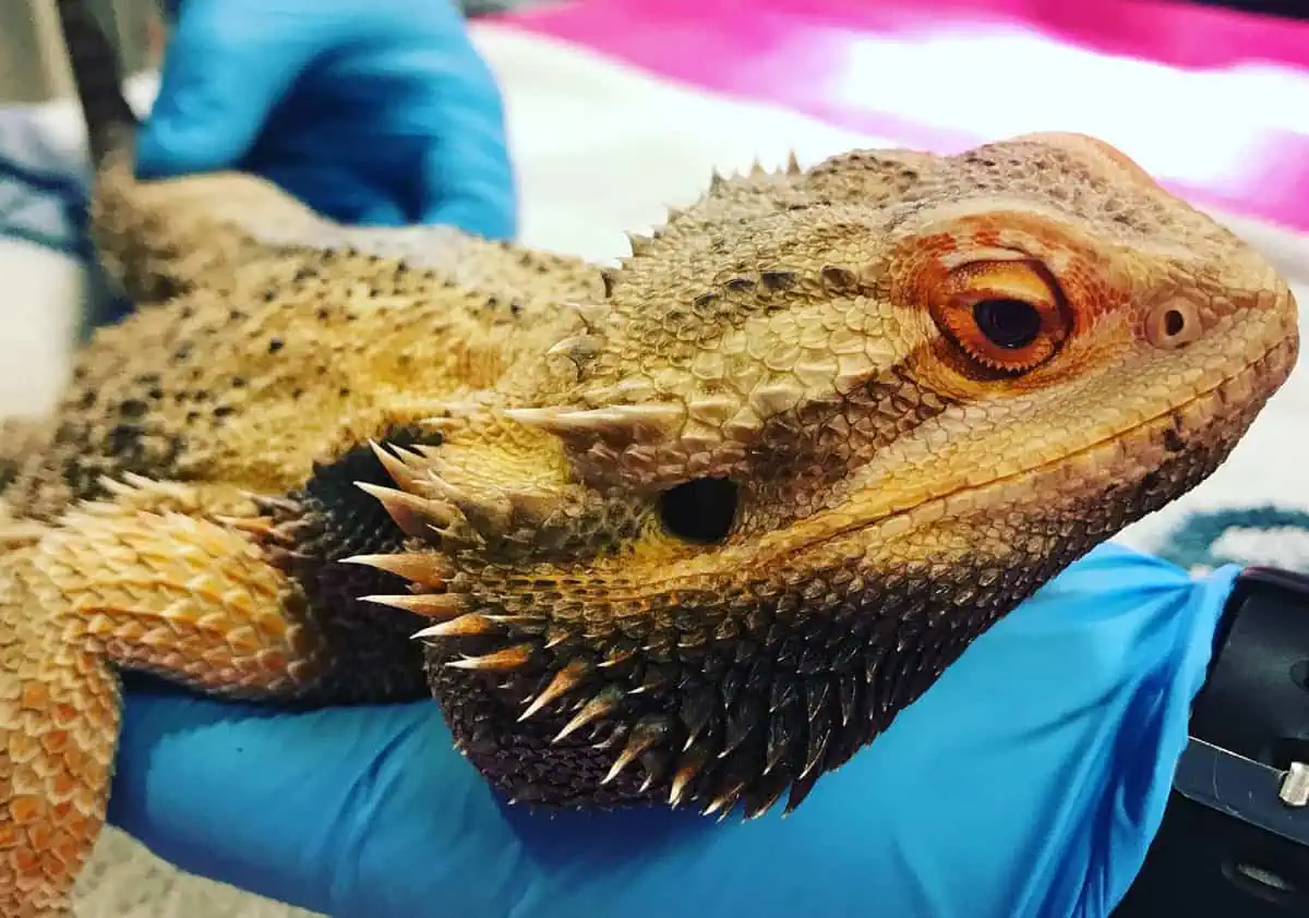 Paws and Claws Veterinary Hospital sees exotic pets, too Bearded dragon at a veterinary appointment at Paws and Claws Veterinary Hospital